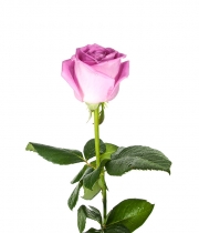 Изображение товара Троянда Аква (Aqua) висота 60 см